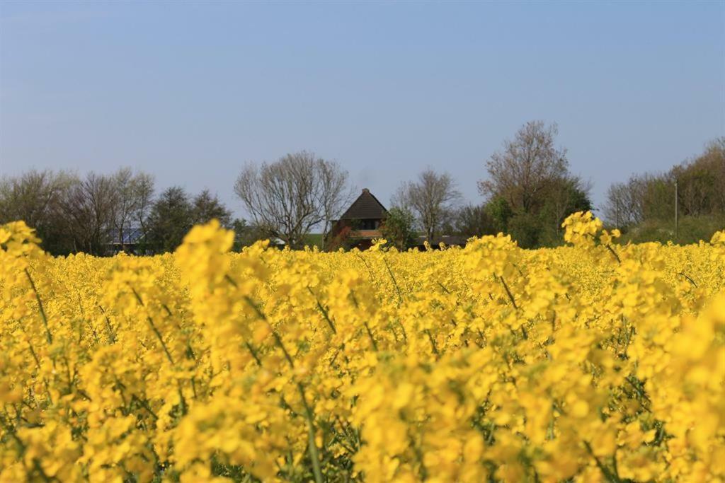 Ferienhof Am Deich Tumlauer Koog Zewnętrze zdjęcie