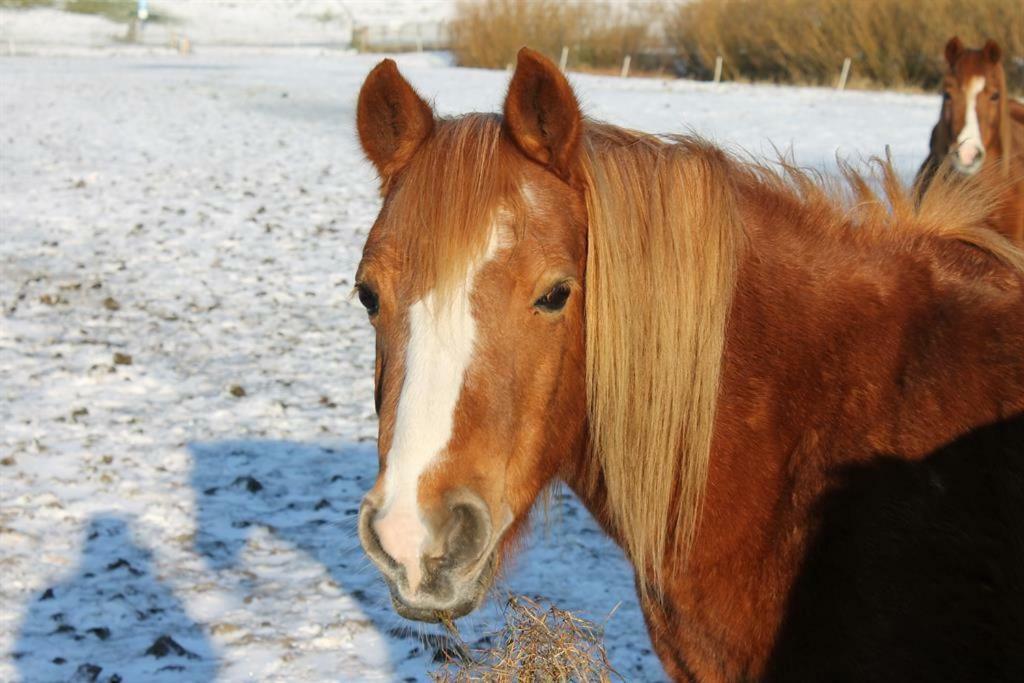 Ferienhof Am Deich Tumlauer Koog Zewnętrze zdjęcie